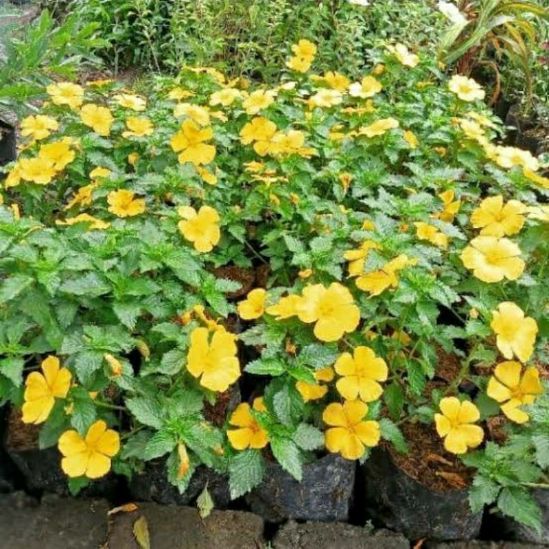 Tanaman Bunga Yolanda Kuning / Turnera Ulmifolia / Bunga pukul 8 Pagi