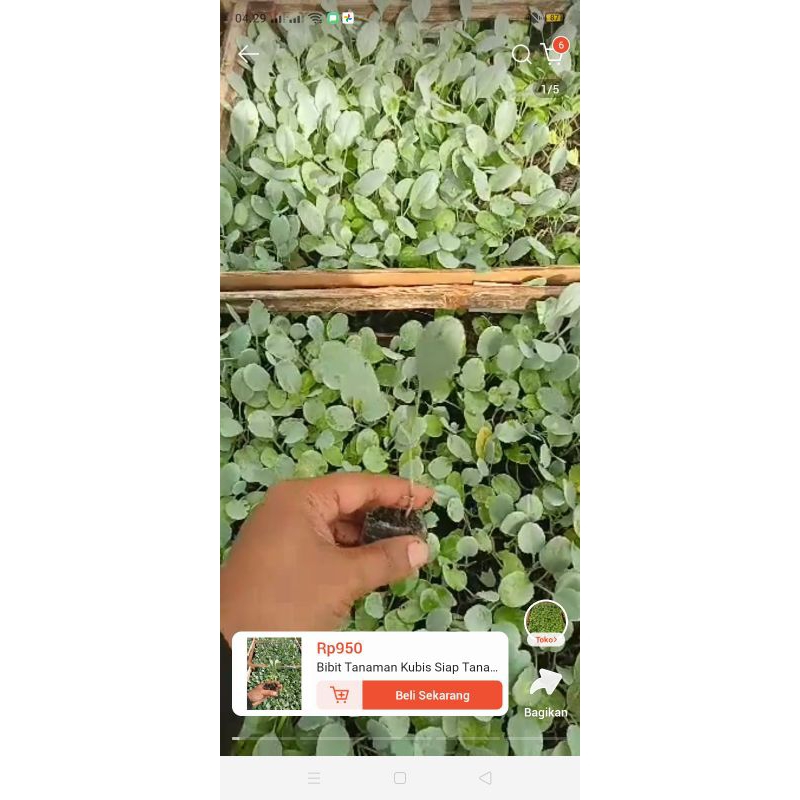 

bibit kubis atau kol jawa