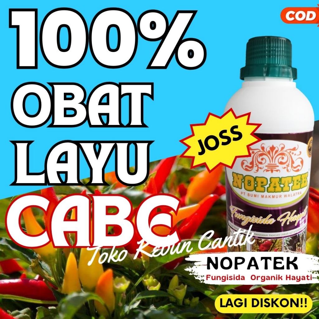 Fungisida Layu Fusarium Cabai NOPATEK – Obat Anti Layu Fusarium Cabai Terbaik, Solusi Layu Fusarium 
