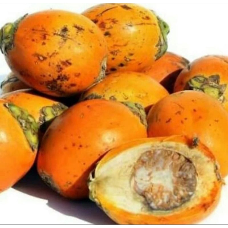 

PROMO 1KG BUAH PINANG TUA SEGAR GELOYOKAN MASIH UTUH