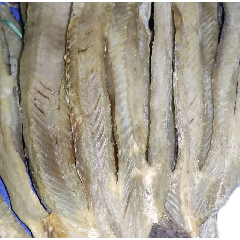 

ikan siam jurai ukuran besar