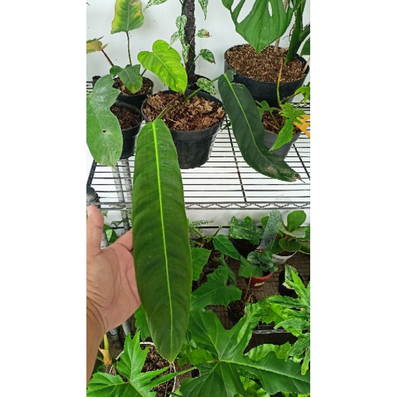 Philodendron Patriciae