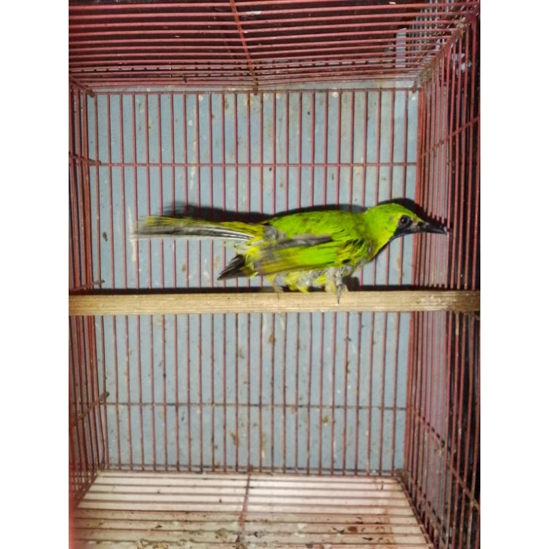 CUCAK IJO ACEH BODY JUMBO JANTAN NOPENG