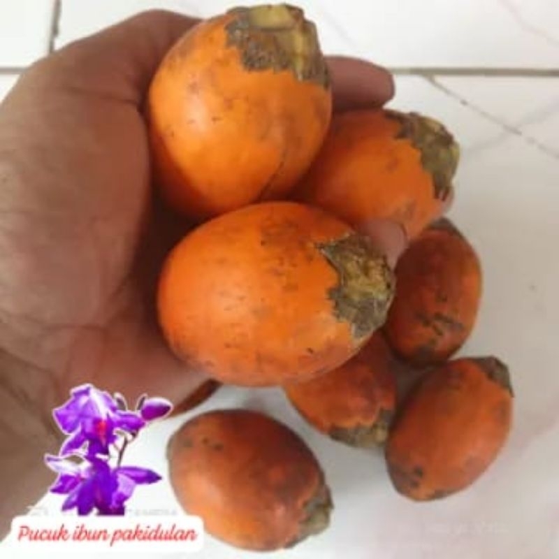 

buah pinang tua/1kg