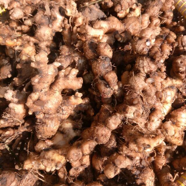 

Jahe Emprit 1 kg ( belum cuci lebih fresh) herbal,sehat,alami