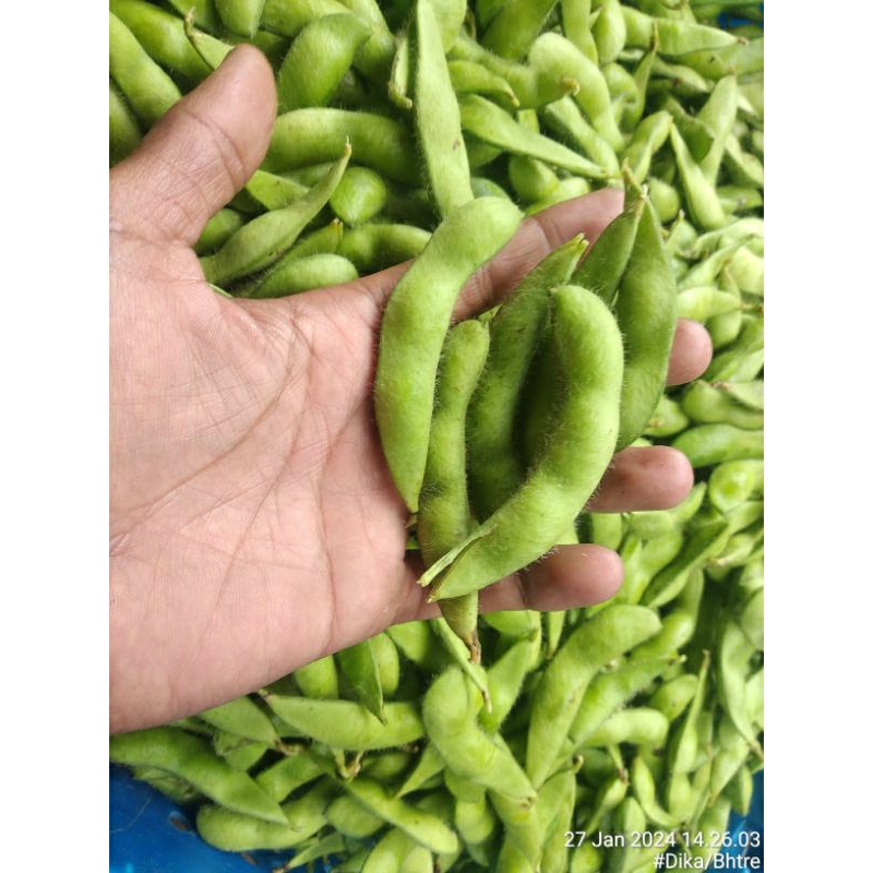

Edamame petani
