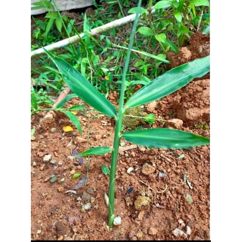 BIBIT JAHE PUTIH JAHE GAJAH SIAP TANAM