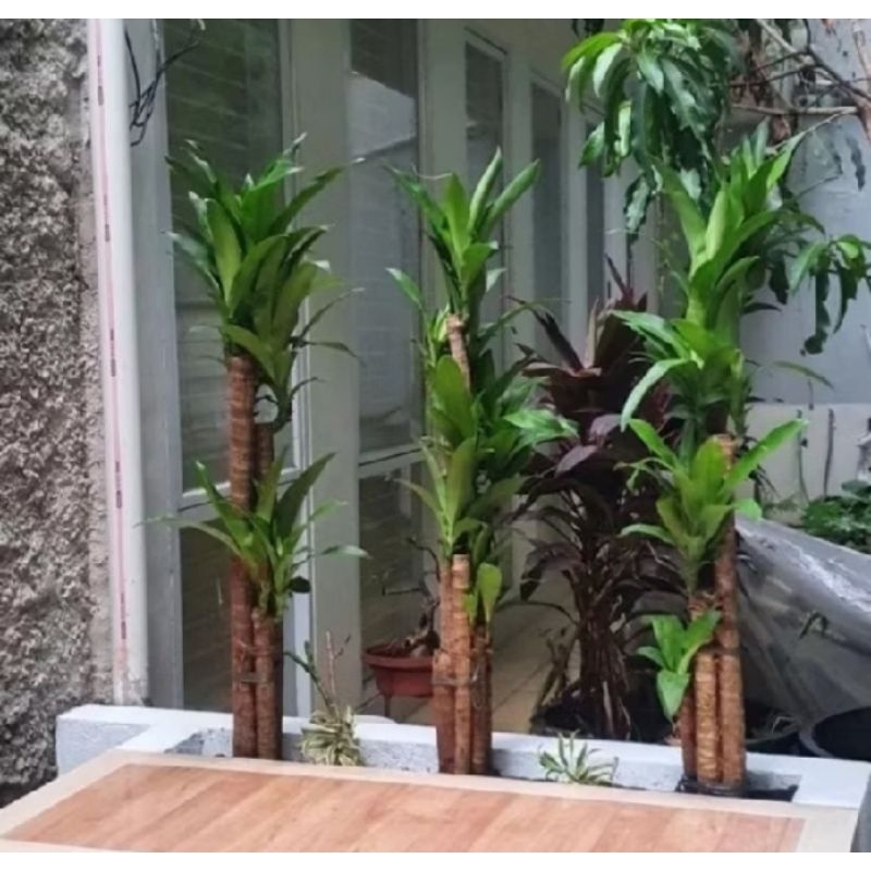 paket hemat 3 tanaman Hanjuang