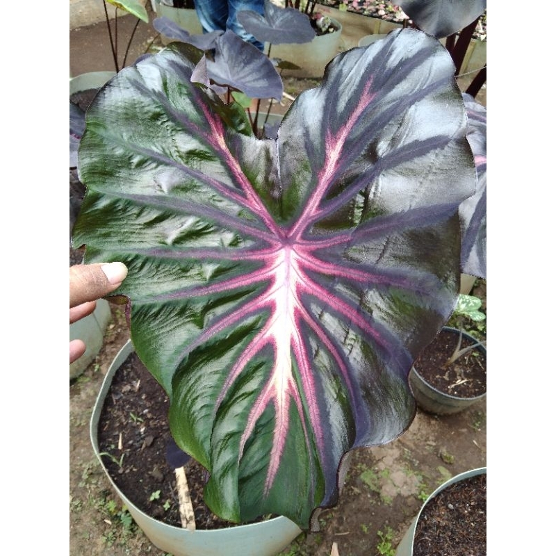 Colocasia The King Size Ecco