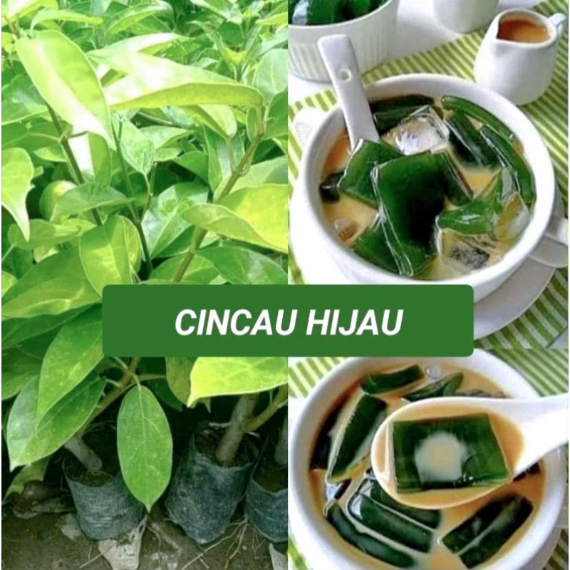 

DAUN CINCAU SEGAR 200G