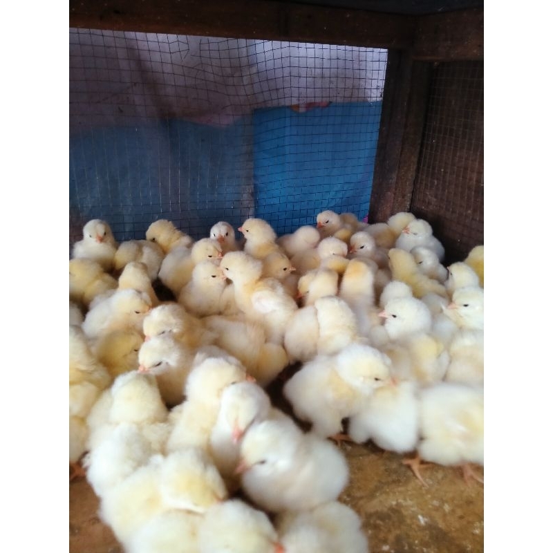 Bibit ayam Broiler - Doc Broiler - doc broiler - anak ayam broiler