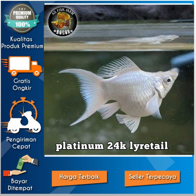 molly platinum lyretail high quality ornamen aquarium