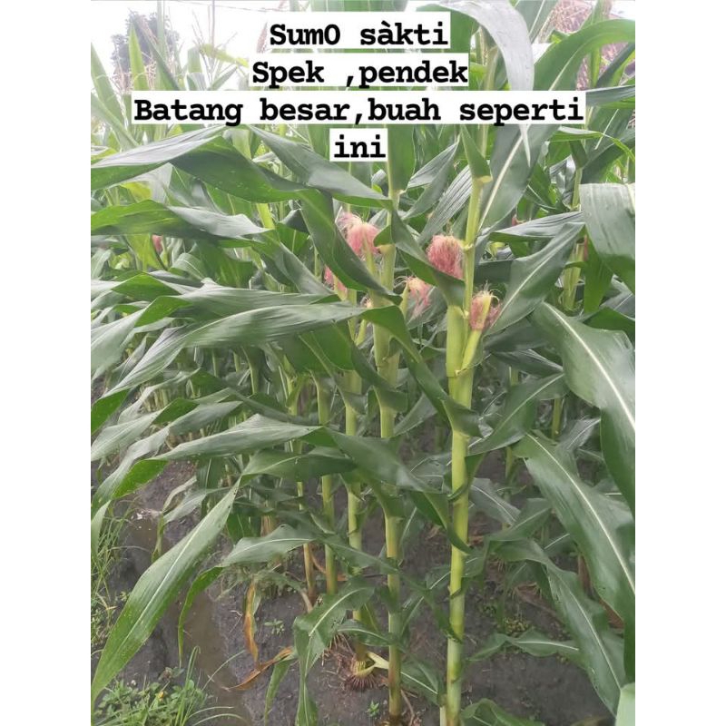 BENIH JAGUNG SUMO SEKTI 1KG