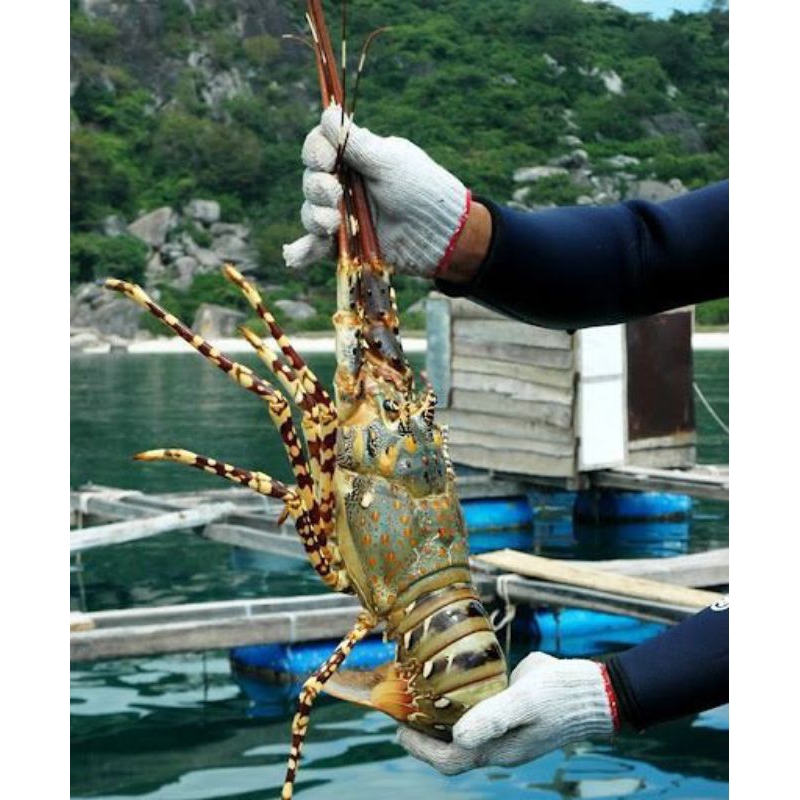 

Lobster Laut Fresh size 1000up (1kg isi 1 ekor)