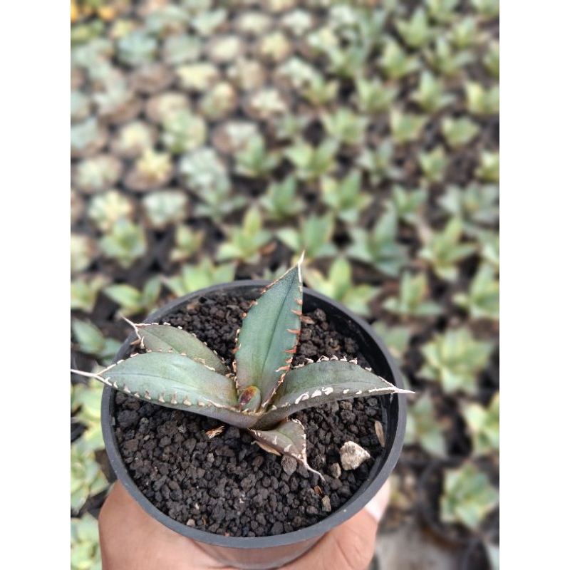AGAVE TITANOTA FO