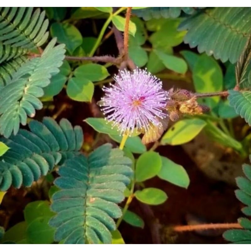 

Daun putri malu ( 10 tangkai)
