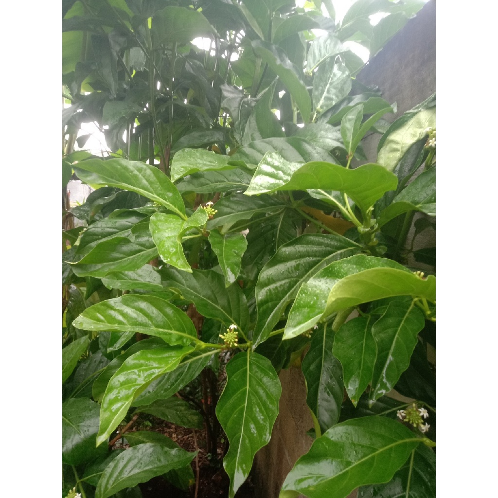 

Daun mengkudu hijau segar