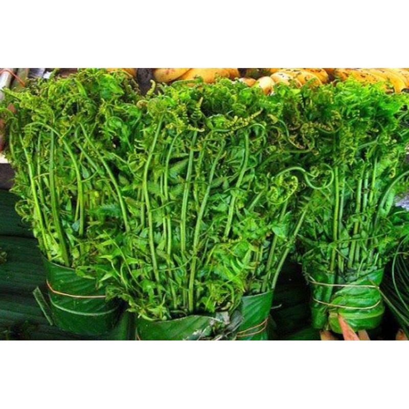

Pakis Sayur Premium Bahan Masakan Tumis Lezat Netto 500 gram