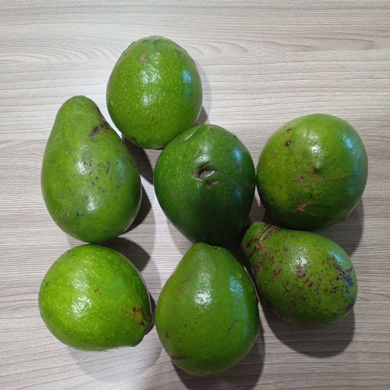 

ALPUKAT MENTEGA (ALPUKAT MAUMERE)