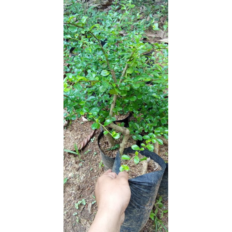 bahan bonsai hokianti import