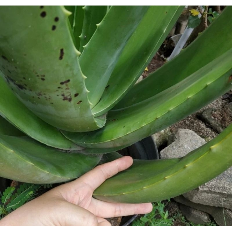 

Lidah Biaya Organik 2 pcs / Aloe Vera 2 helai/ Pelepah Lidah Buaya / Batang Lidah Buaya