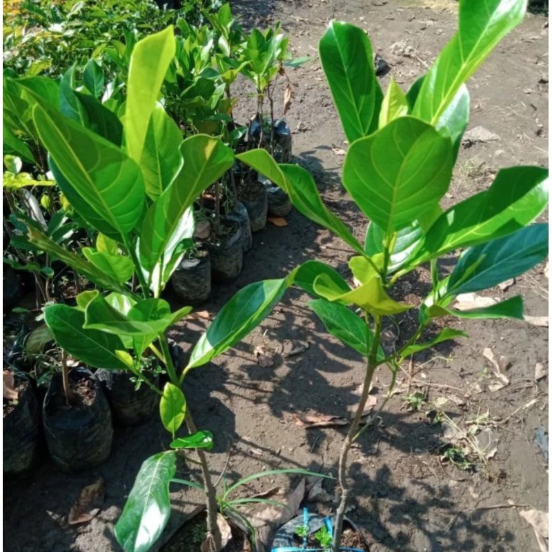 bibit nangka merah okulasi