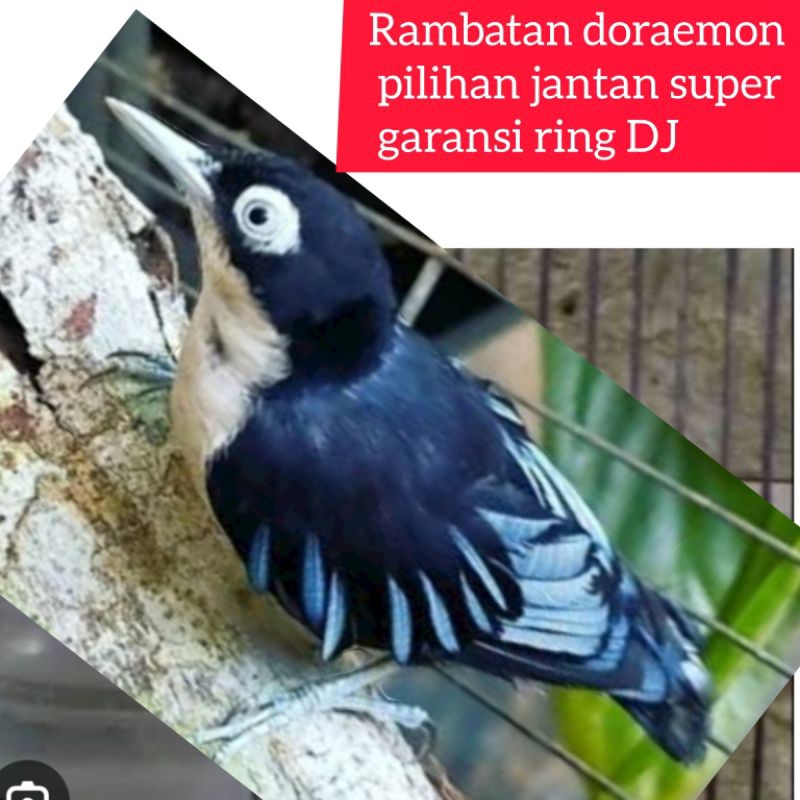 BURUNG RAMBATAN DORAEMON PILIHAN JANTAN SUPER garansi ring dj