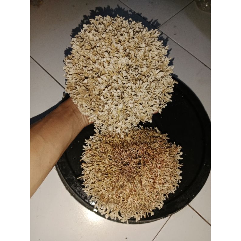 

BIANG SPORA JAMUR JAKABA