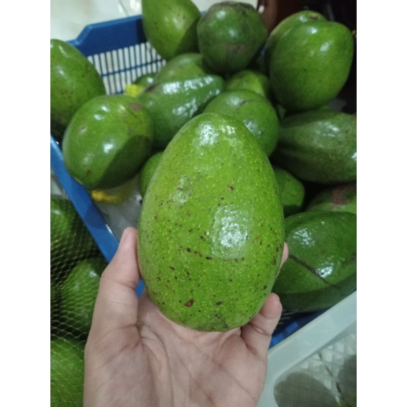 

Fresh Alpukat Mentega 1 Kg isi 4,5,6