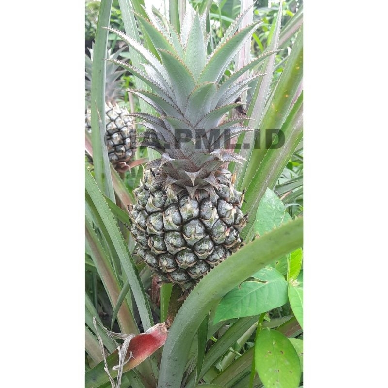 Beli 10 Gratis 1 nanas madu muda asli pemalang belik grade A (Besar)