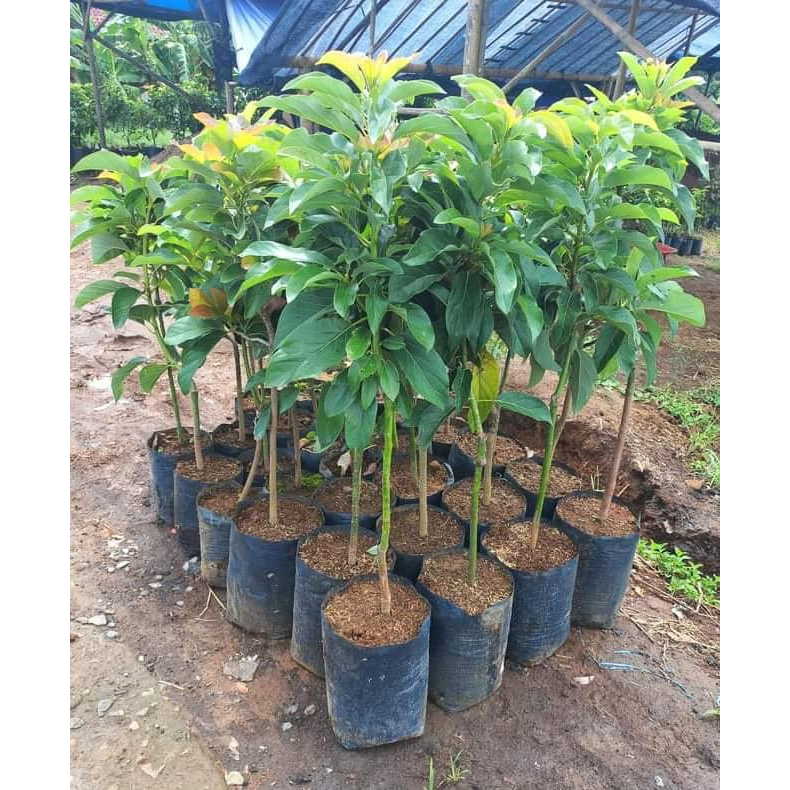 Bibit Alpukat Kelud - Alpukat Super Jumbo dengan Panen Melimpah