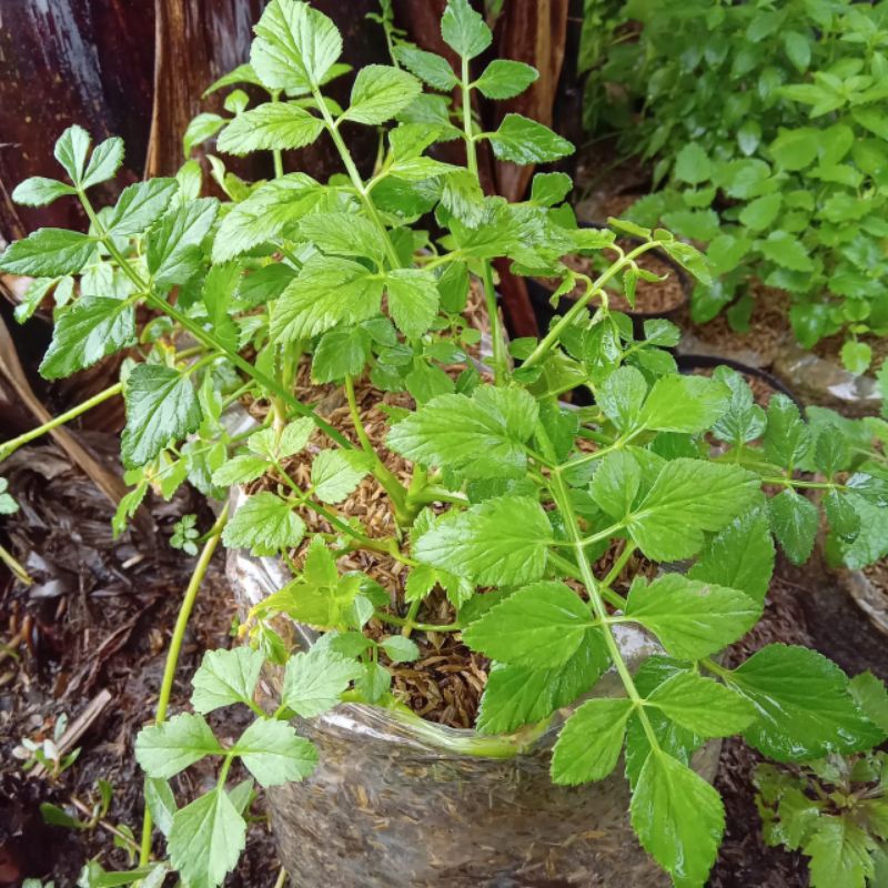Tanaman sayuran tespong lalapan