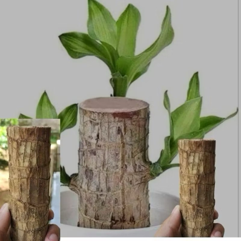 Bonsai hanjuang hijau brazilian wood - tanaman hias hanjuang hijau