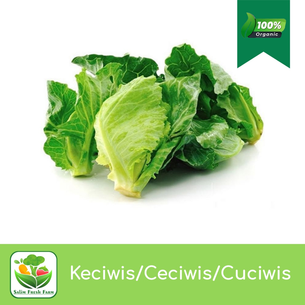 

Keciwis/Ceciwis segar/Cuciwis segar/Cuciwis sayur