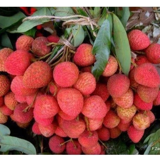 

LYCHE IMPORT 500gr