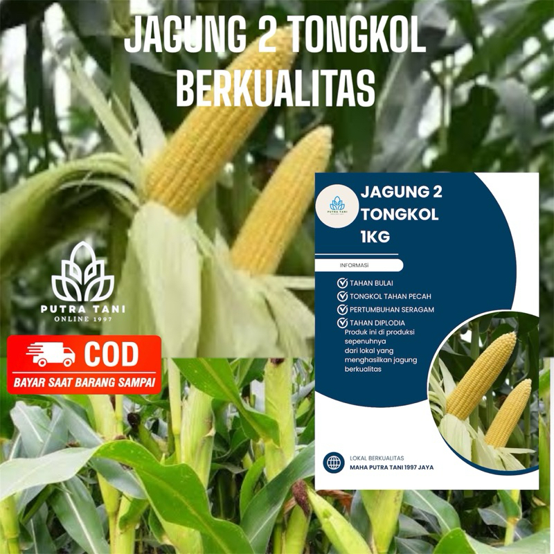 BENIH JAGUNG 2 TONGKOL 1KG