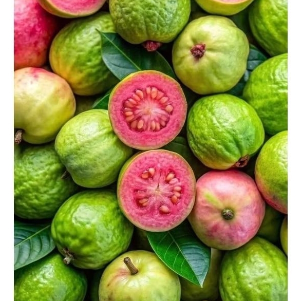 

JAMBU BIJI MERAH 1kg