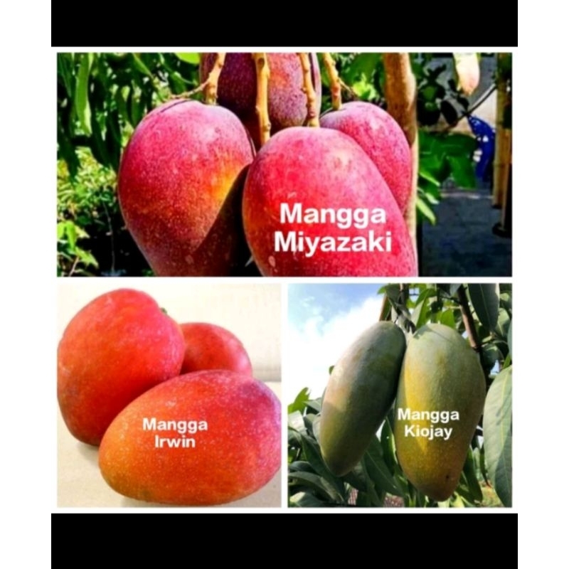 Bibit Mangga Batang Besar Sudah Pernah Berbuah