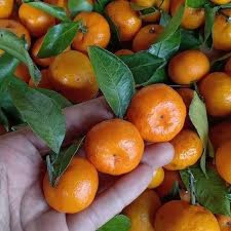 

Jeruk Shantang/Jeruk Santang/Jeruk Shantang Daun Import/Jeruk Santang Daun Impor 250Gr