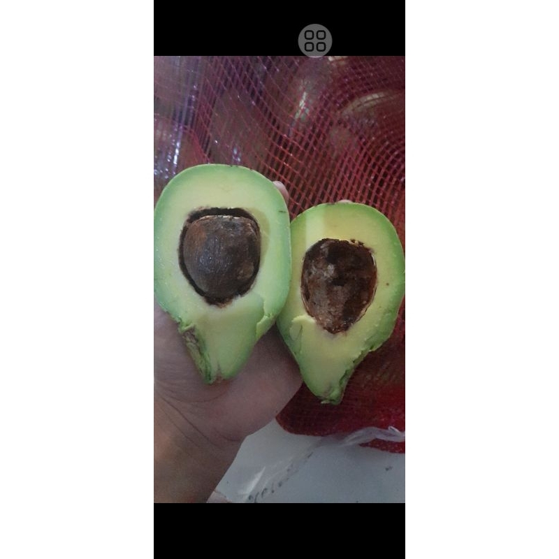 

alpukat mentega