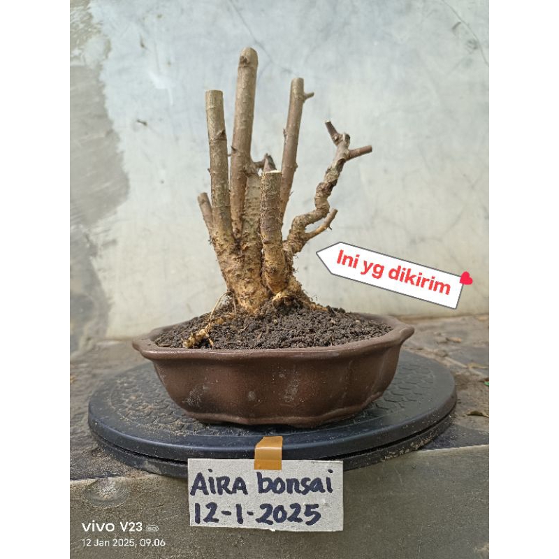 bahan bonsai serut grouping dongkelan