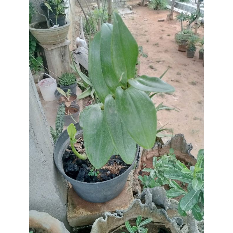 anggrek dendrobium melintir