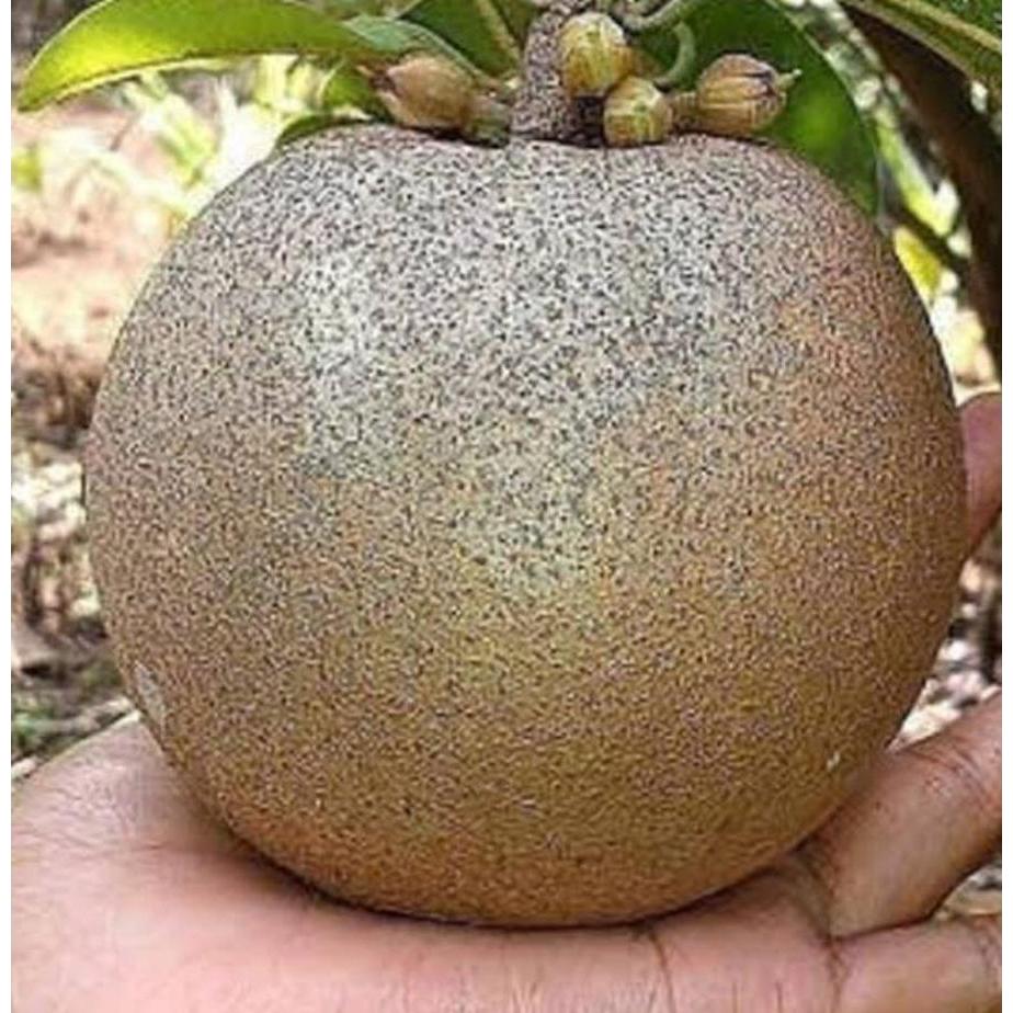 Bibit Sawo Jumbo Alano