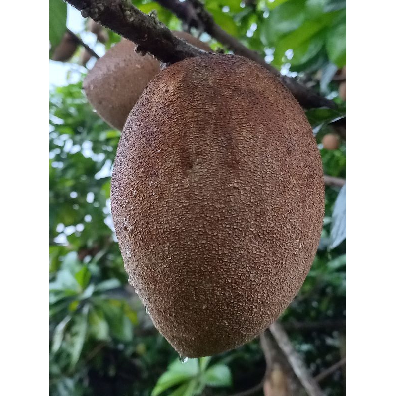 buah mamey sapote