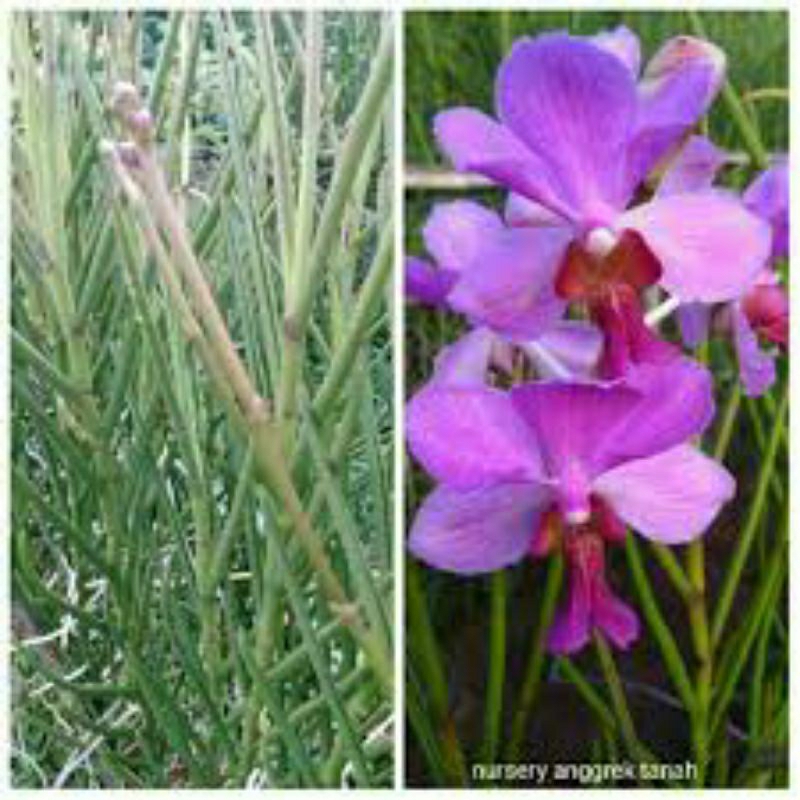 Anggrek Tanah Vanda Douglas Spike