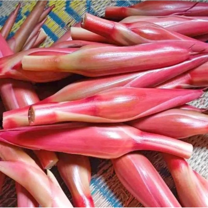 

BUNGA KECOMBRANG/BUNGA KUNCUP/BUNGA HONJE LAKA MERAH 5 PCS