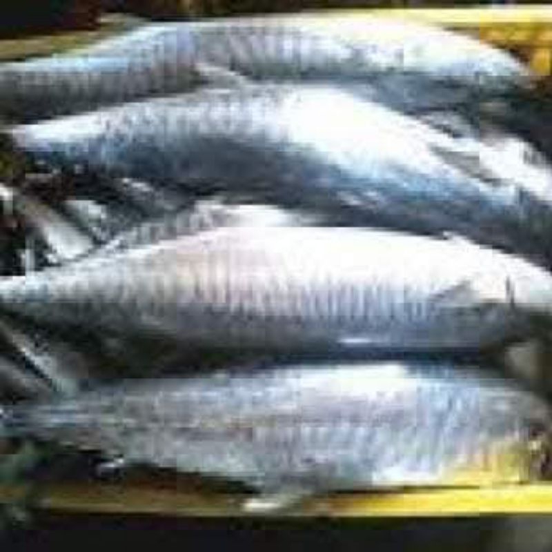 

Ikan tenggiri siap olah