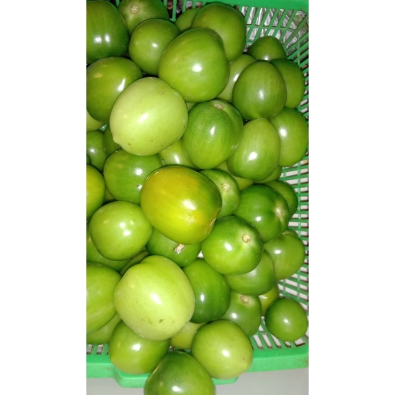 

tomat ijo 1kg, Rp, 15,000