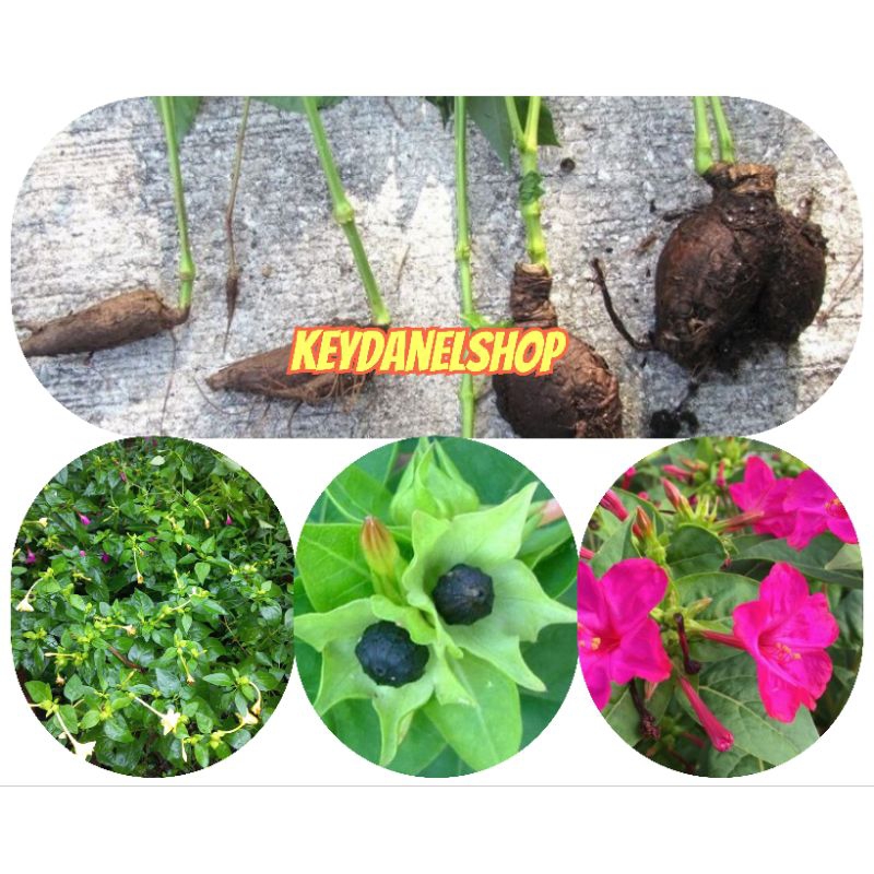 

Umbi bunga pukul empt segar 1kg fresh