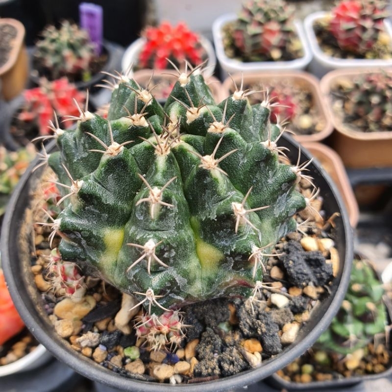 Kaktus Gymno Peach Blossom Indukan Cluster Cactus Gymnocalycium Peach Blossoms